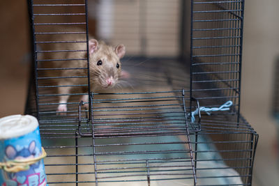 Close-up of bird in cage