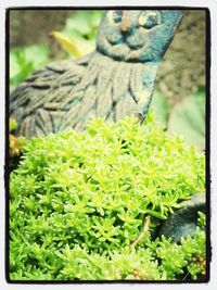 Close-up of plant growing on tree trunk