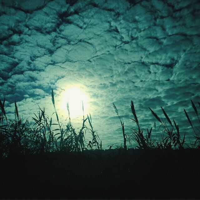 silhouette, sun, sky, sunset, tranquility, nature, beauty in nature, plant, tranquil scene, sunlight, field, dark, cloud - sky, growth, scenics, outdoors, grass, no people, idyllic, cloud