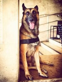 Close-up portrait of a dog