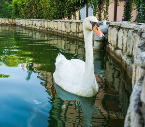 View of swan swimming in lake