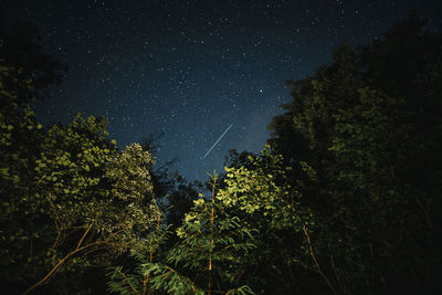 Low angle view of trees against sky at night