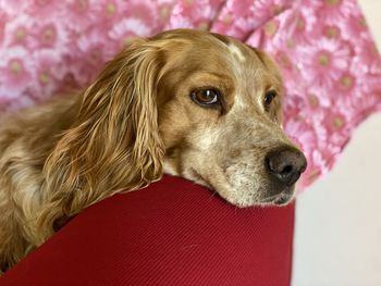 Close-up portrait of dog