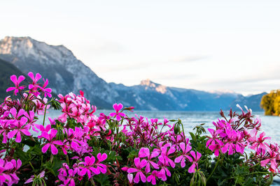 Close-up of pink flowering plants against sky