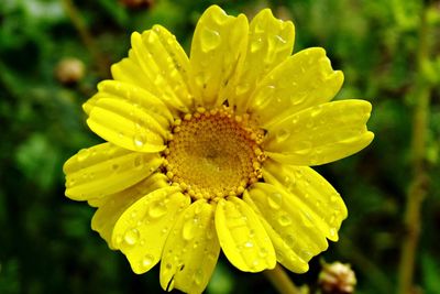 Close-up of yellow flower blooming outdoors