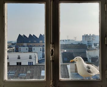Seagull perching on a window
