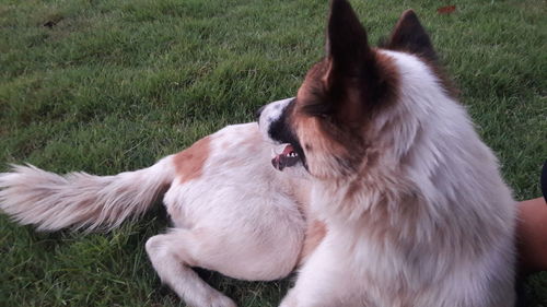 Close-up of a dog on field