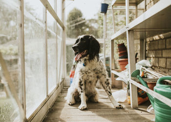 Dog looking away while sitting on wall