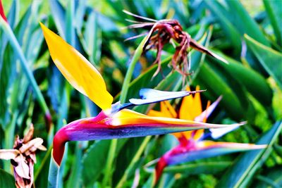 Close-up of insect on flower