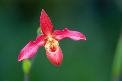 Close-up of red pink flower