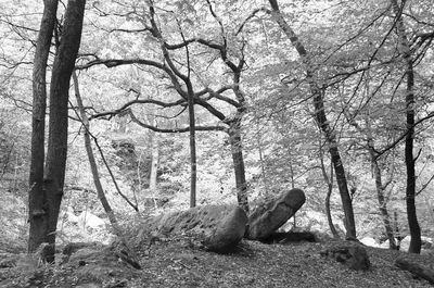 Trees in forest