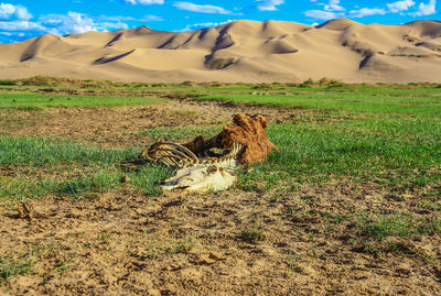 View of two zebras on field