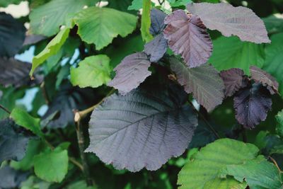 High angle view of leaves on plant