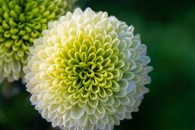 Close-up of white dahlia flower