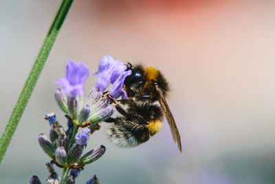 Close-up of bee pollinating on purple flower