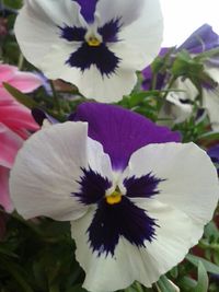 Close-up of purple flower