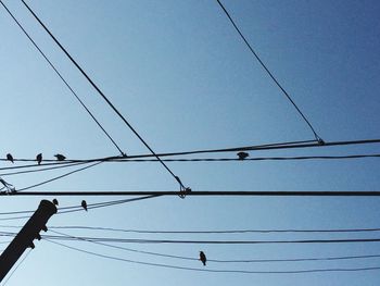 Flock of birds perching on cable