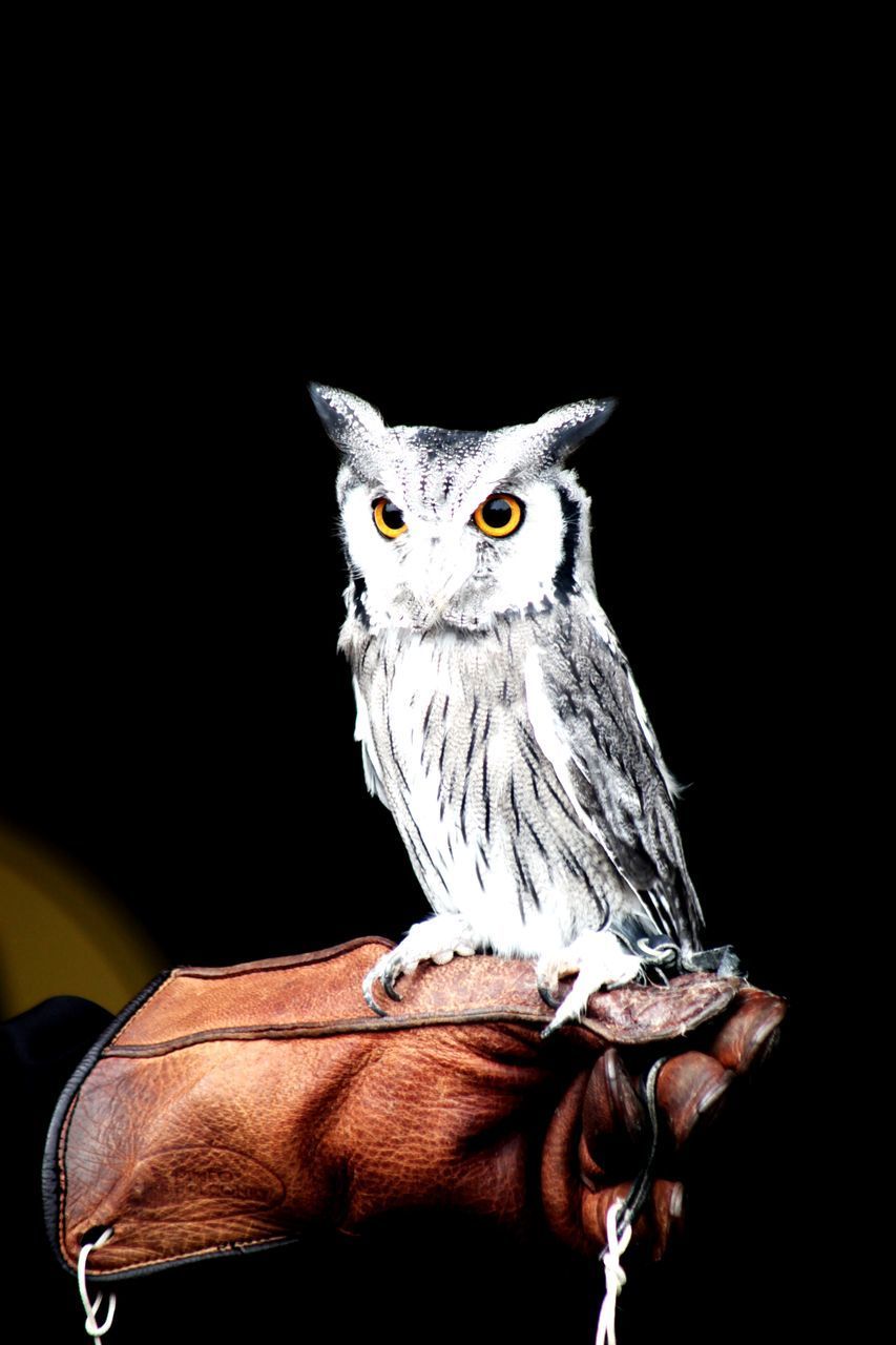 PORTRAIT OF OWL PERCHING ON HAND