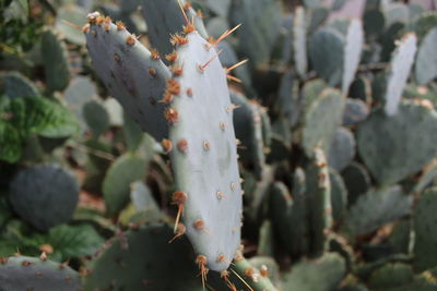 Close-up of plant