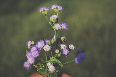 Close-up of purple flowering plant on field