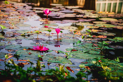 Close-up of pink lotus water lily in pond