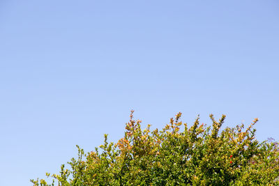 Low angle view of plants against clear blue sky