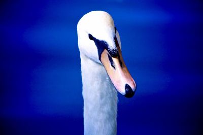 Close-up of swan against blue sea