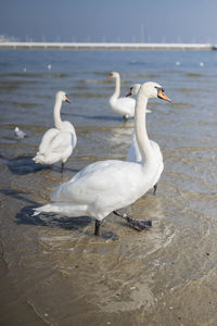 Beautiful white birds swans on the shore of the baltic sea in poland gdansk sopot
