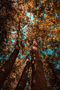 Low angle view of trees in forest during autumn