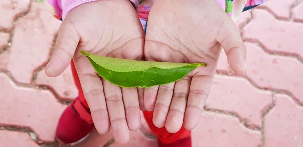 Close-up of hand holding flower