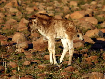 Lion standing on field