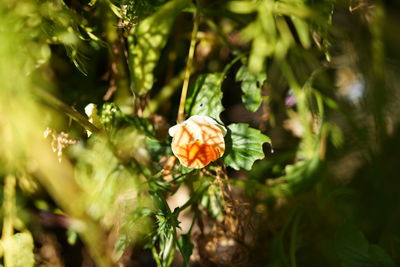 Close-up of flowering plant