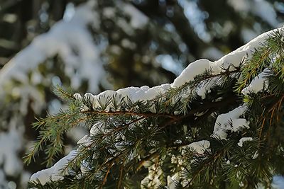 Close-up of snow covered branches