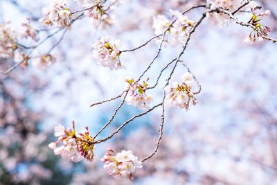 Low angle view of apple blossoms in spring