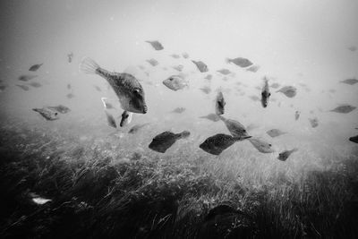 View of fishes swimming in sea