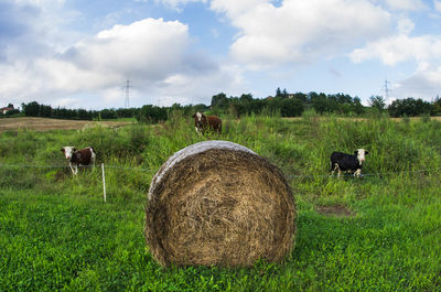 Cows grazing on field against sky