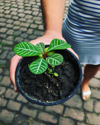 Midsection of person holding potted plant