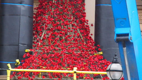 Close up of red flowers