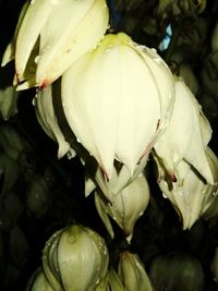 Close-up of flowers