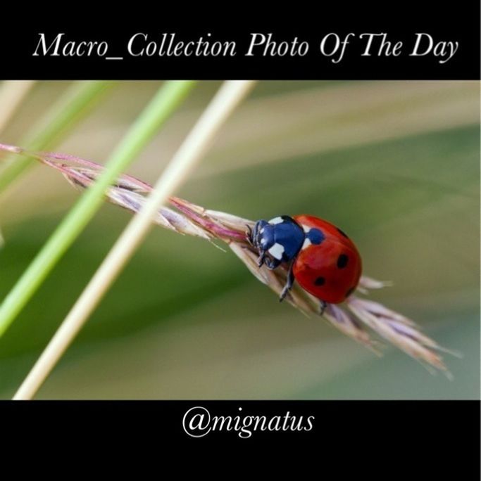 focus on foreground, animals in the wild, animal themes, one animal, wildlife, close-up, insect, red, selective focus, day, no people, outdoors, western script, full length, perching, metal, text, communication, green color, multi colored
