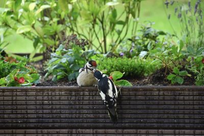 View of bird feeding youngbird