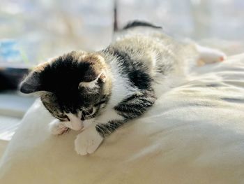Close-up of kitten relaxing on bed at home