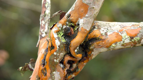 Close-up of rusty bark on tree trunk