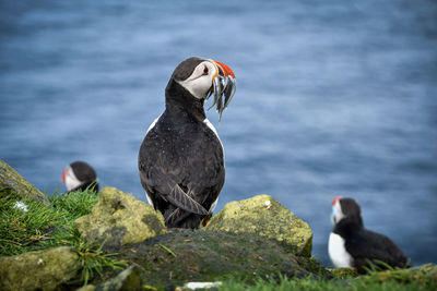 Puffin with beak full of fish