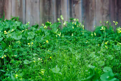 Close-up of grass growing in field