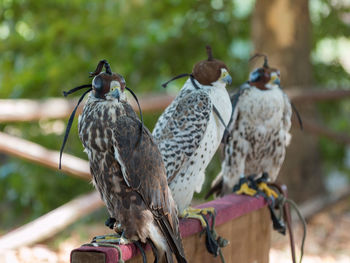 Birds perching on a tree