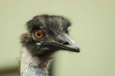 Close-up of a bird looking away