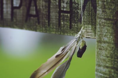Close-up of lizard on plant