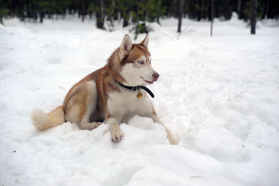 Dog on snow covered land