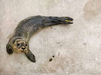 High angle view of duck